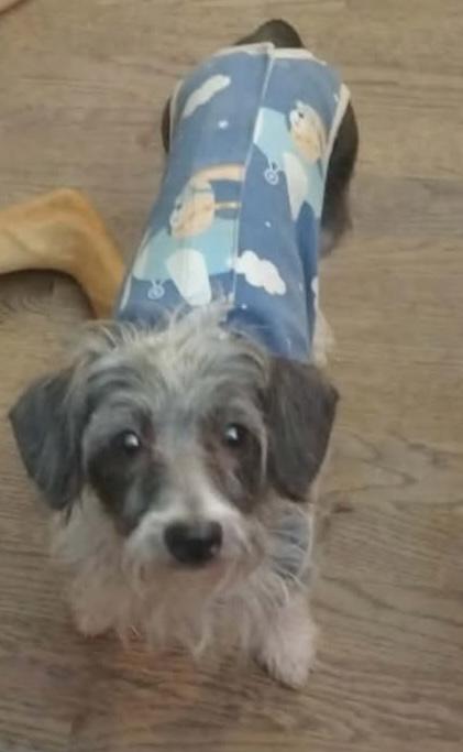 Dottie, a ADOPTABLE mixed breed in Hopkinton, MA image 3/3