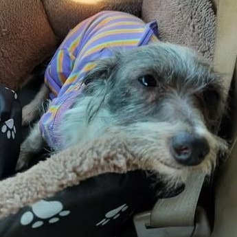 Dottie, a ADOPTABLE mixed breed in Hopkinton, MA image 2/3