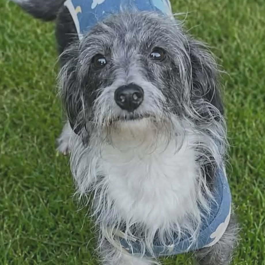 Dottie, ADOPTABLE, Adult Female Wirehaired Dachshund.