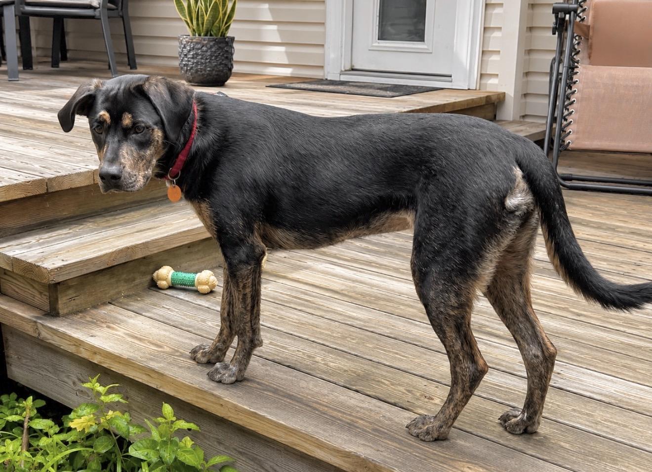 Maria, an adopted mixed breed in Chestertown, MD image 2/6