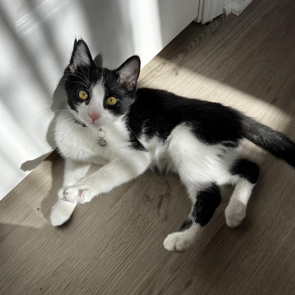 Babadook — thumbnail 2