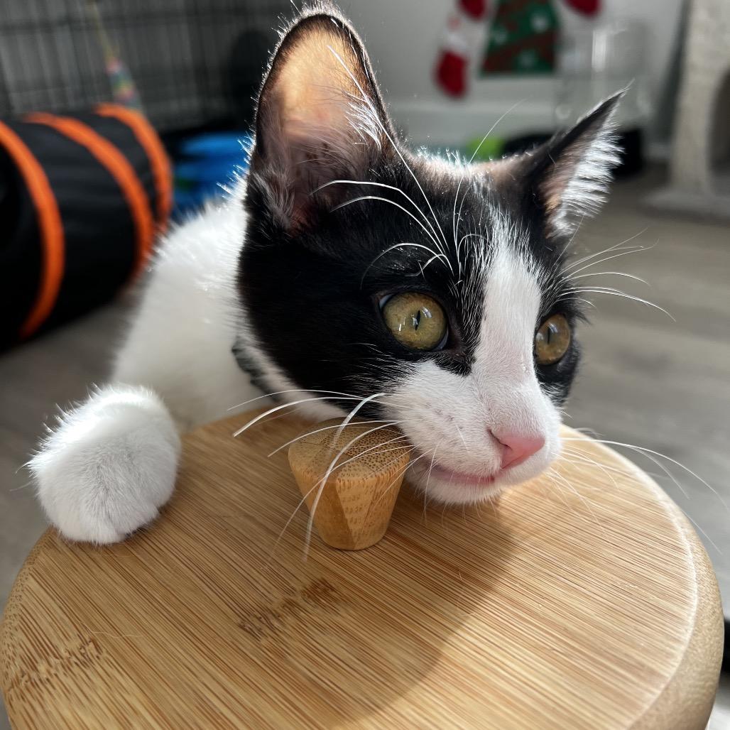 Babadook — thumbnail 3