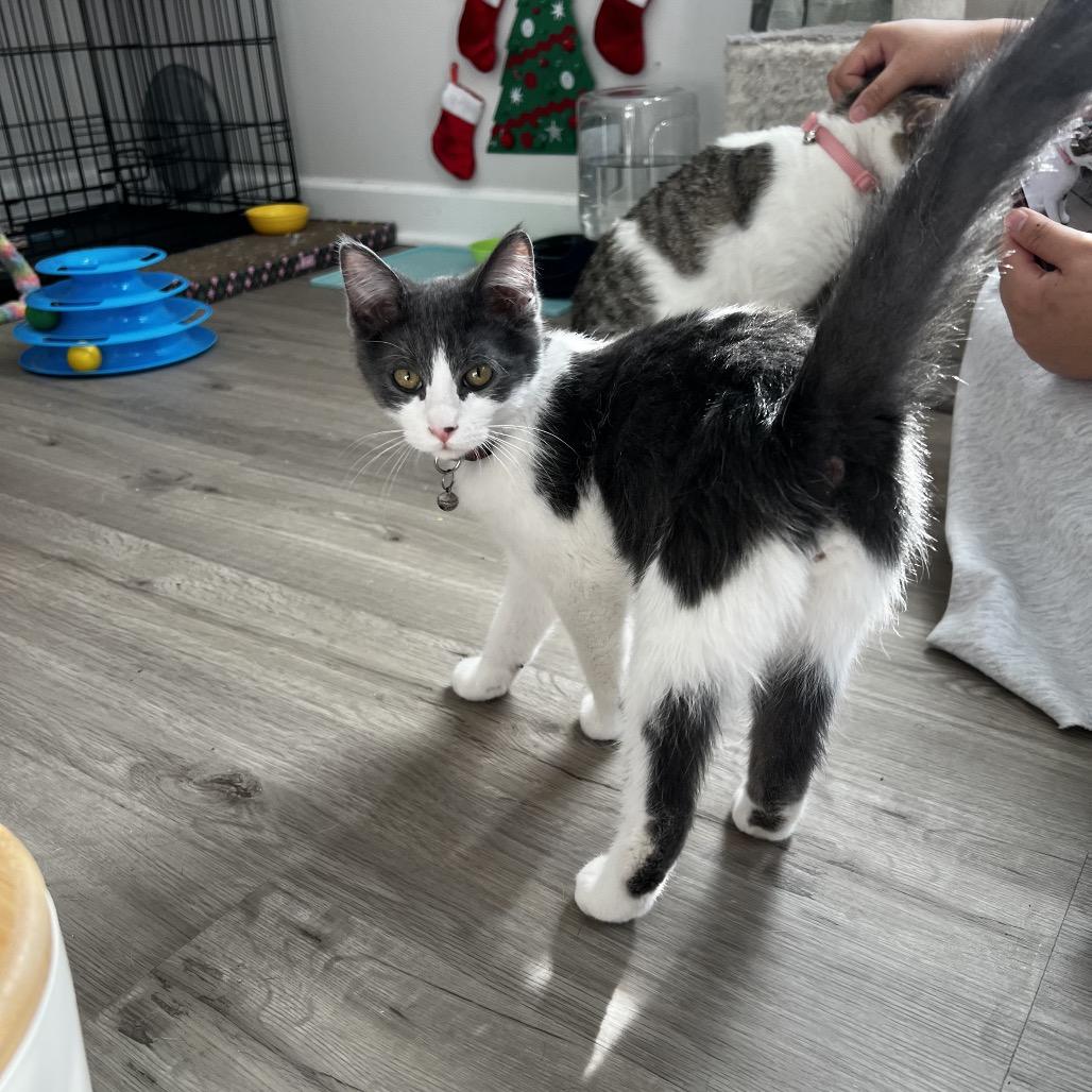 Babadook — thumbnail 4