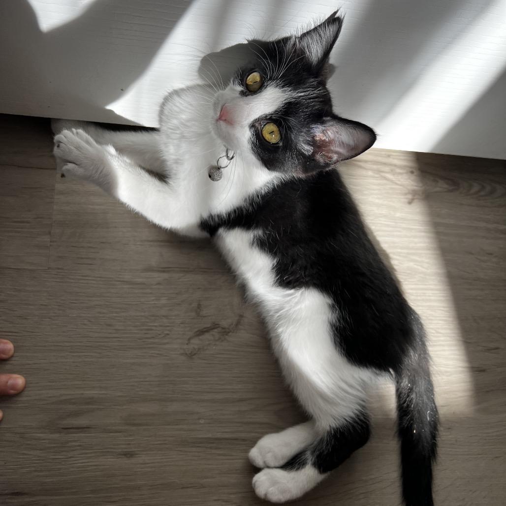 Babadook — thumbnail 5