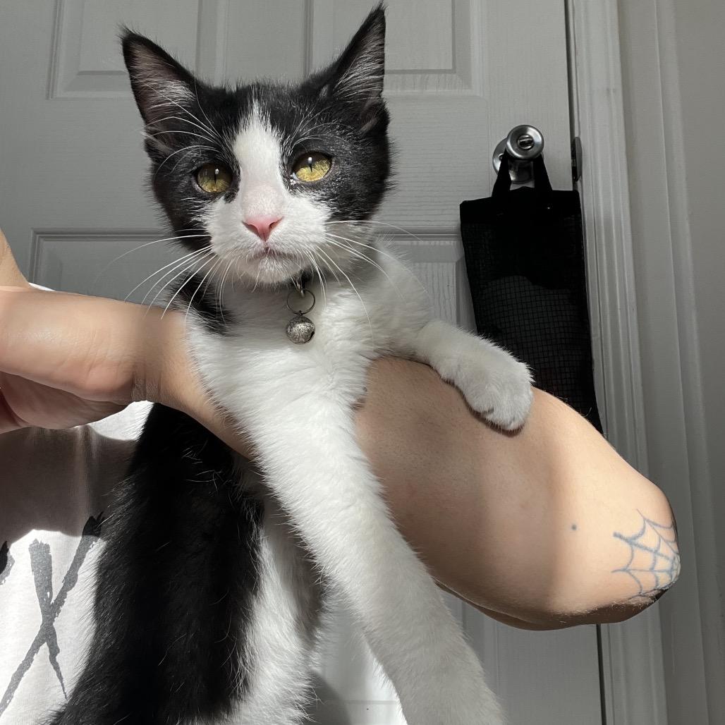 Babadook — thumbnail 6