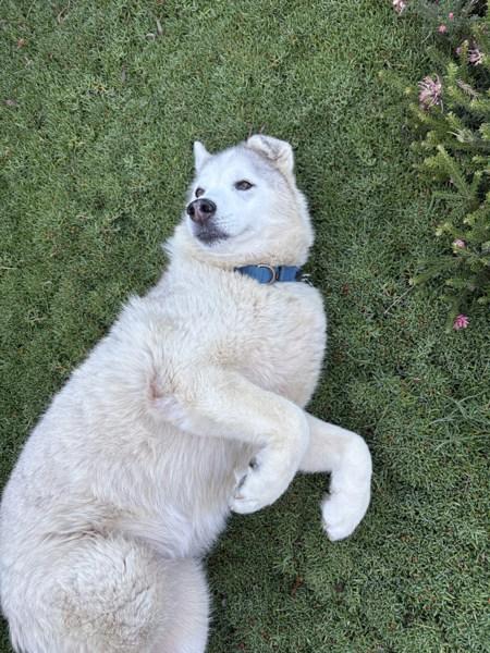 Baba Ghanoush, Adoptable, Senior Female Siberian Husky.