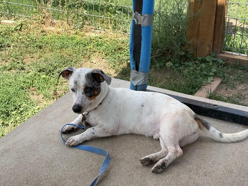 Enlarge Banjo, a Adoptable Mixed Breed in Westminster, CO image 2/6