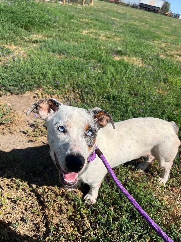 Enlarge Banjo, a Adoptable Mixed Breed in Westminster, CO image 3/6