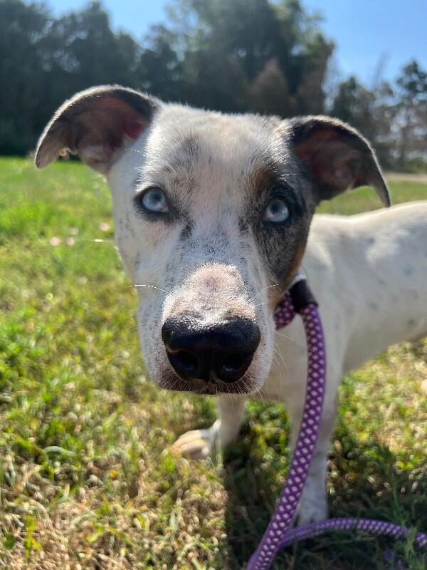 Enlarge Banjo, a Adoptable Mixed Breed in Westminster, CO image 4/6
