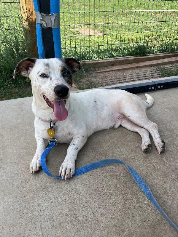 Enlarge Banjo, a Adoptable Mixed Breed in Westminster, CO image 5/6