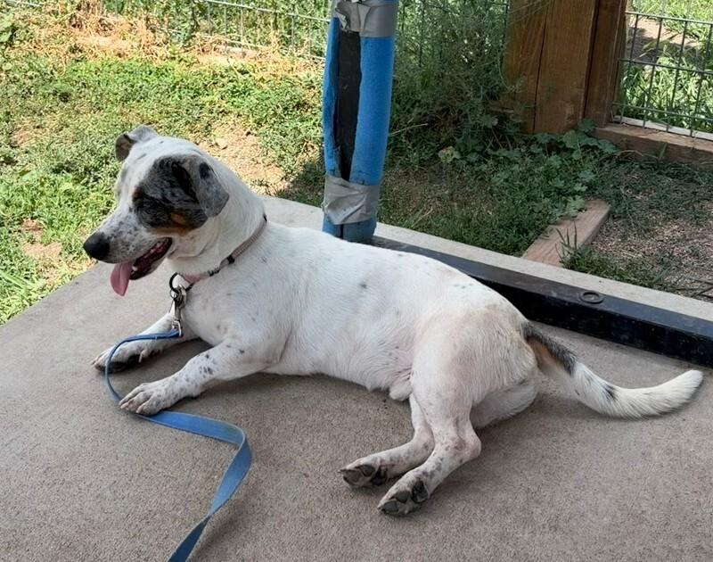 Enlarge Banjo, a Adoptable Mixed Breed in Westminster, CO image 6/6