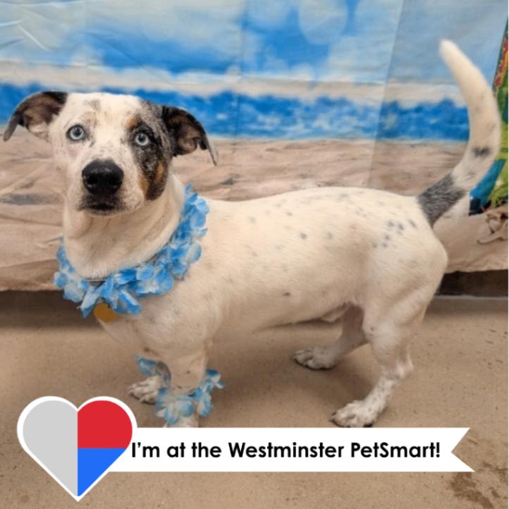 Enlarge Banjo, a Adoptable Mixed Breed in Westminster, CO image 1/6