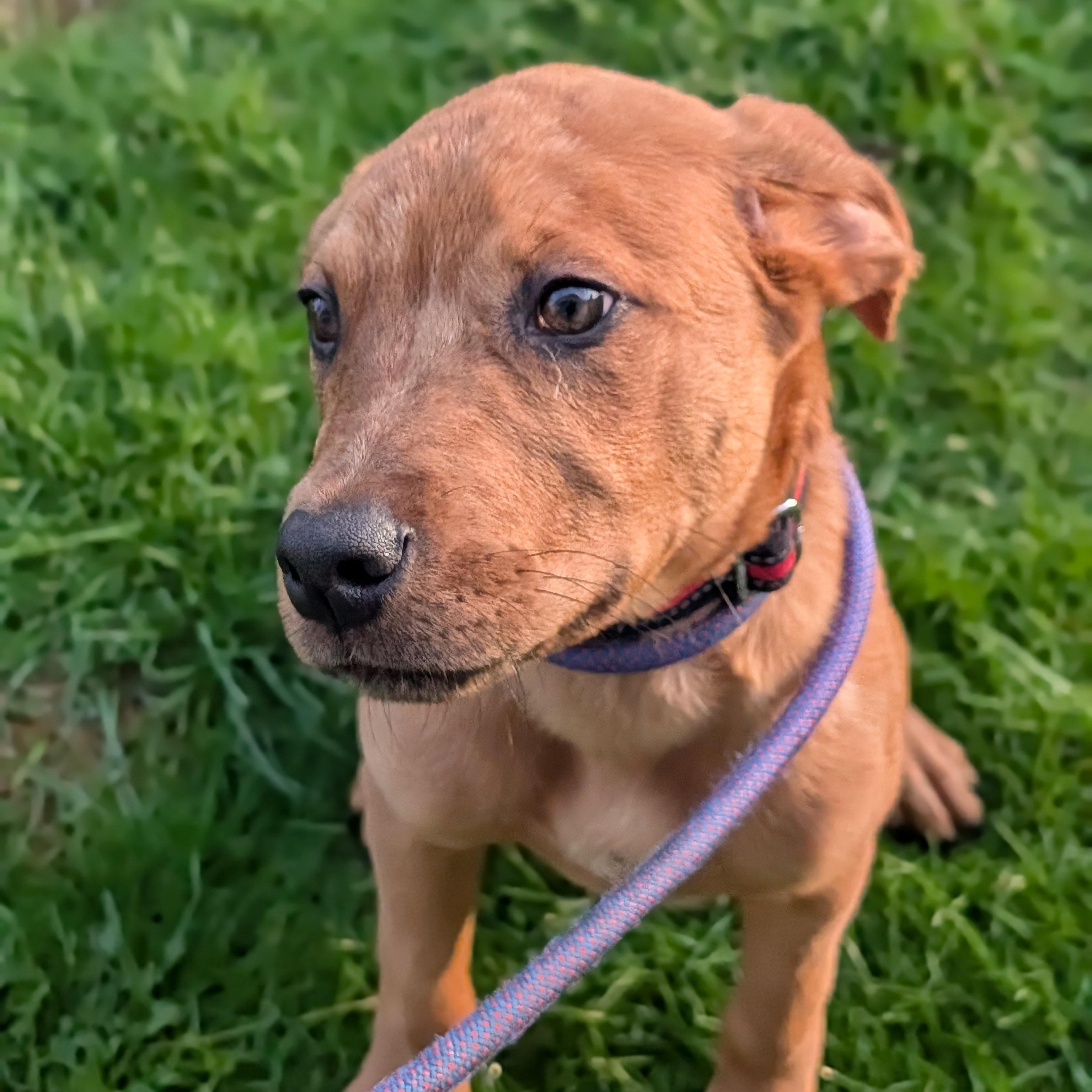Enlarge Julian, an adoptable mixed breed in Alma, MI image 2/4