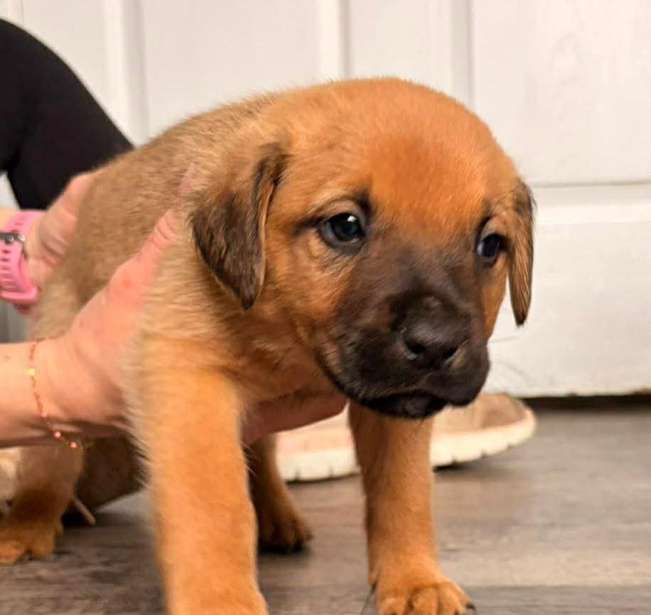 Enlarge Julian, an adoptable Catahoula Leopard Dog in Alma, MI image 1/1
