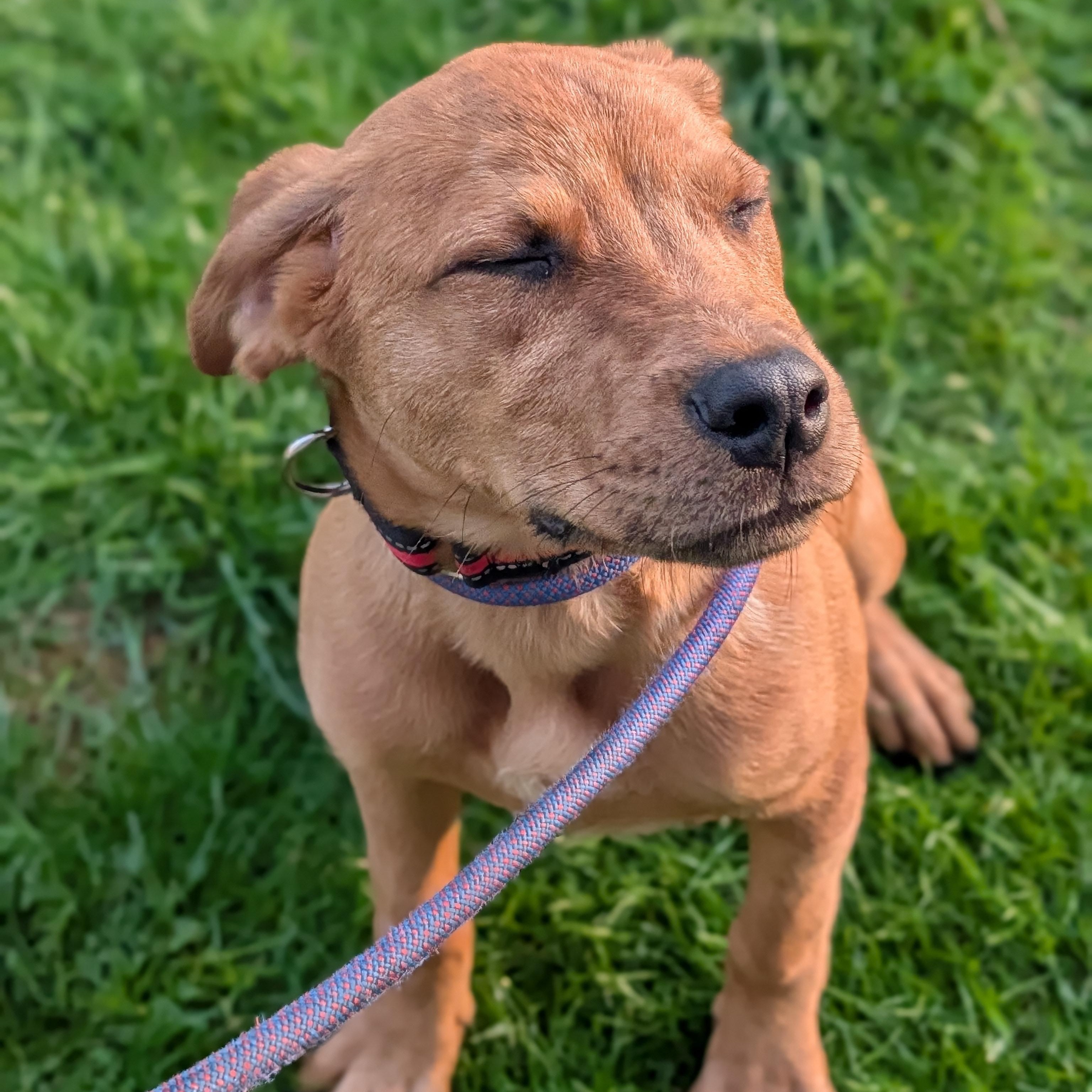 Enlarge Julian, an adoptable mixed breed in Alma, MI image 3/4