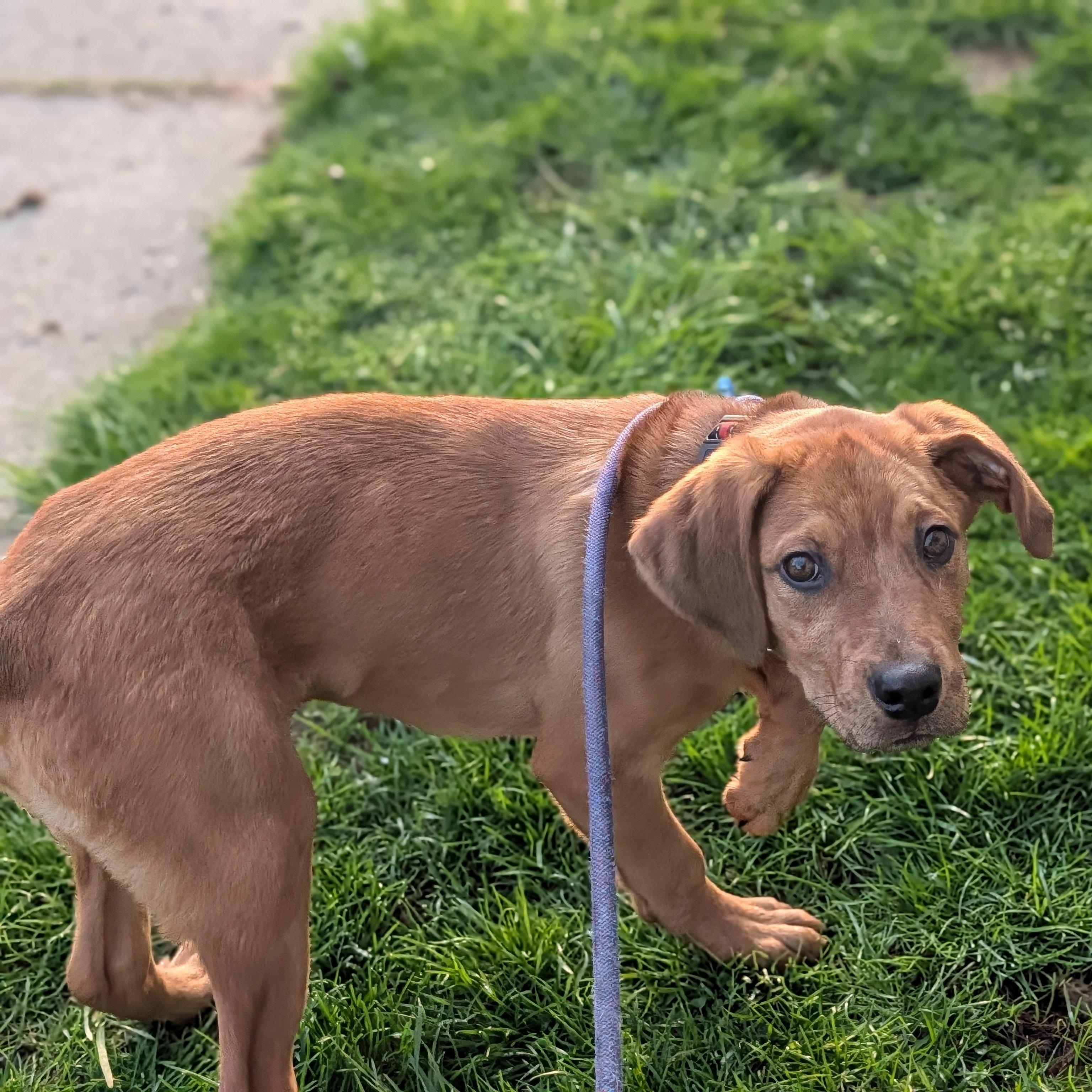Enlarge Julian, an adoptable mixed breed in Alma, MI image 4/4