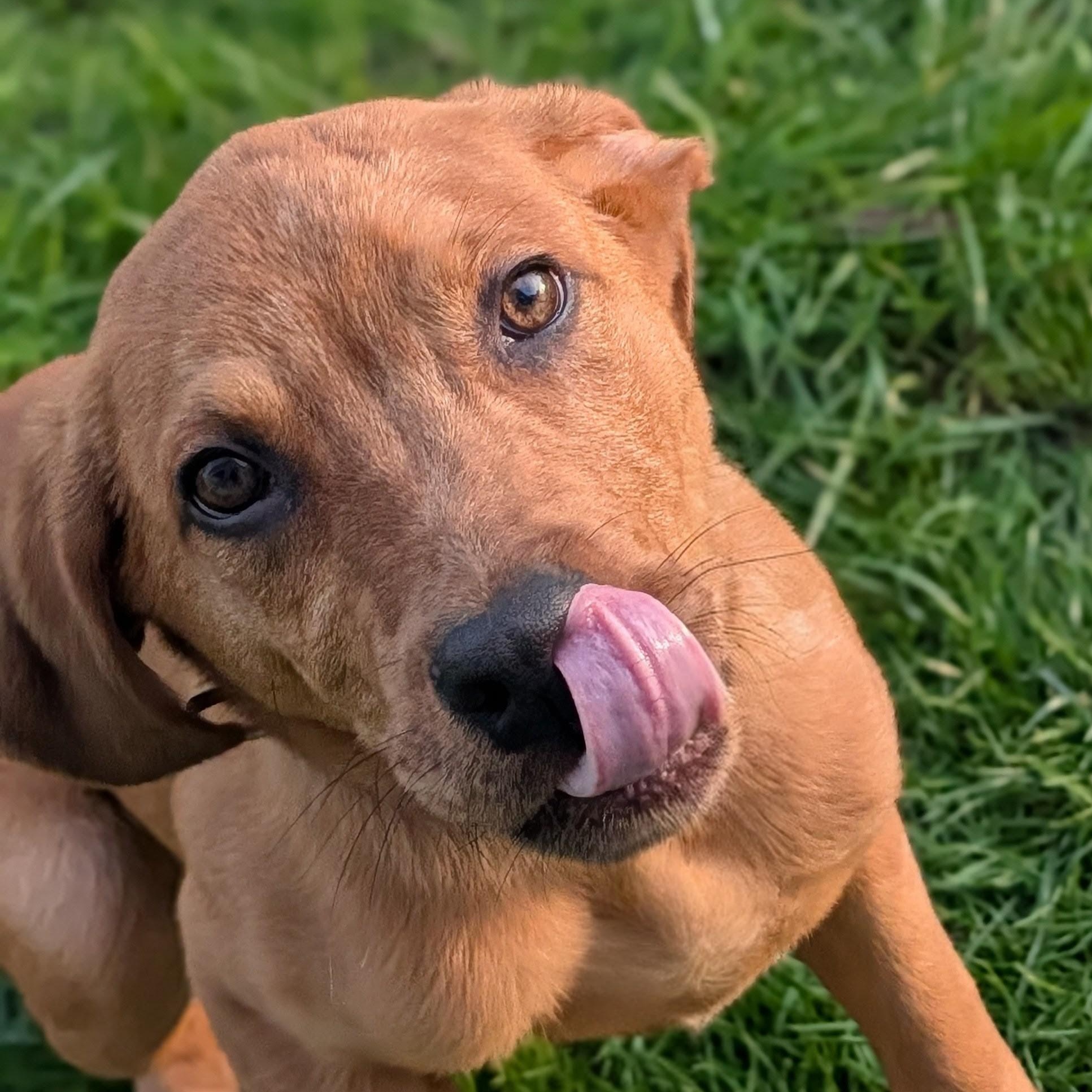 Julian, adoptable, Young Male Rottweiler.