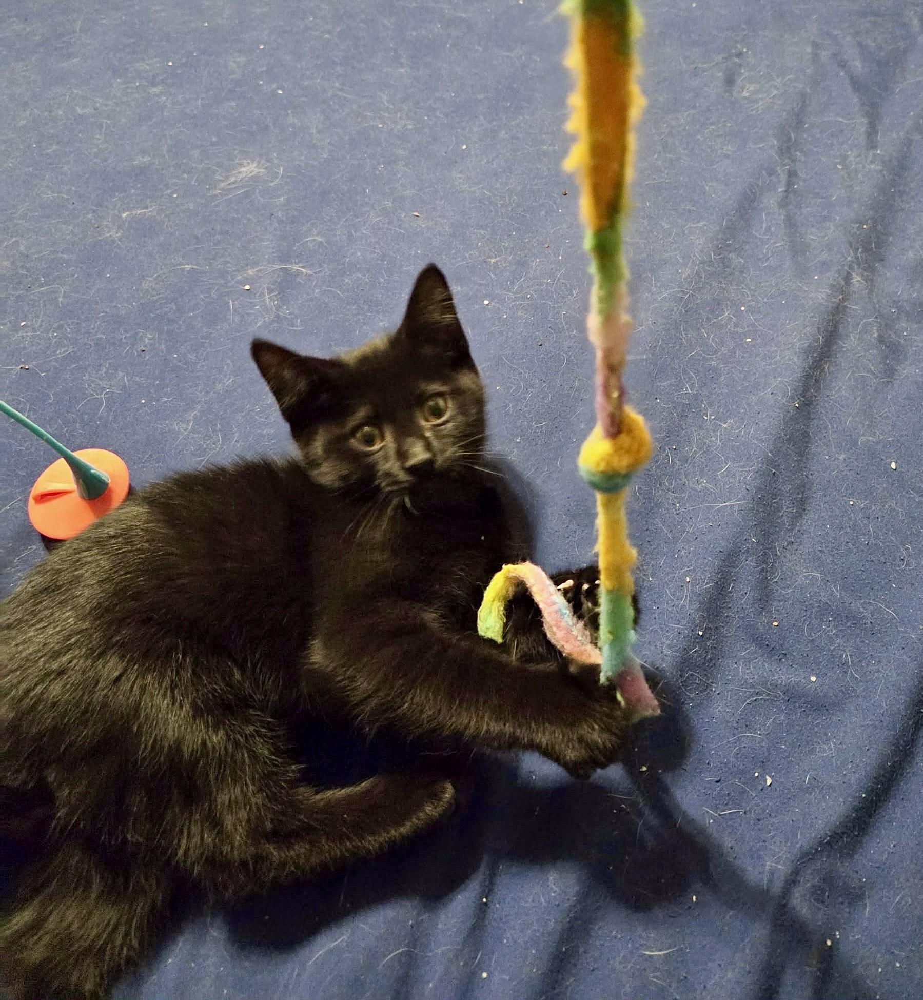 Chase/Zuma, a ADOPTABLE Domestic Short Hair in Milwaukee, WI image 4/5