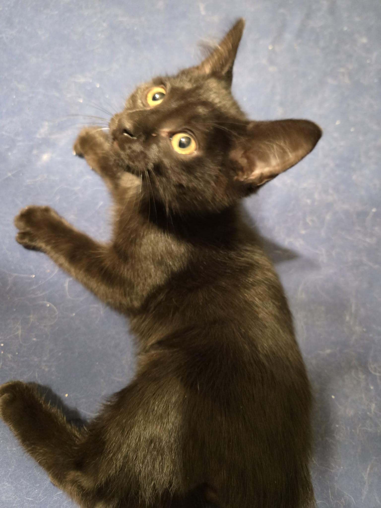 Chase/Zuma, a ADOPTABLE Domestic Short Hair in Milwaukee, WI image 3/5