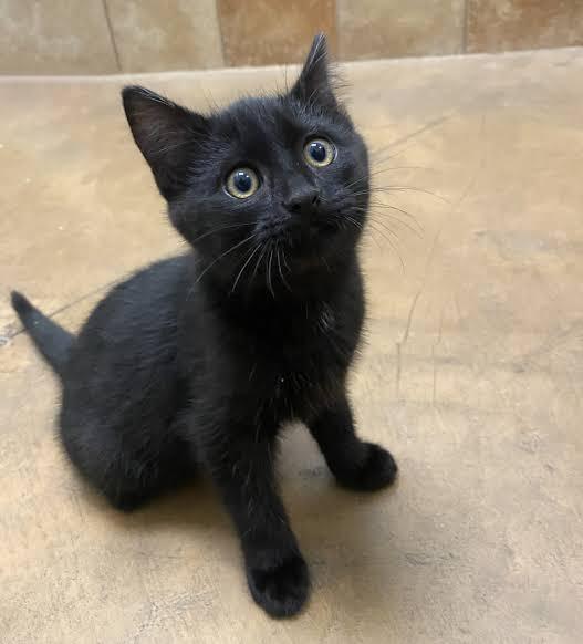 Chase/Zuma, ADOPTABLE, Kitten Male Domestic Short Hair.
