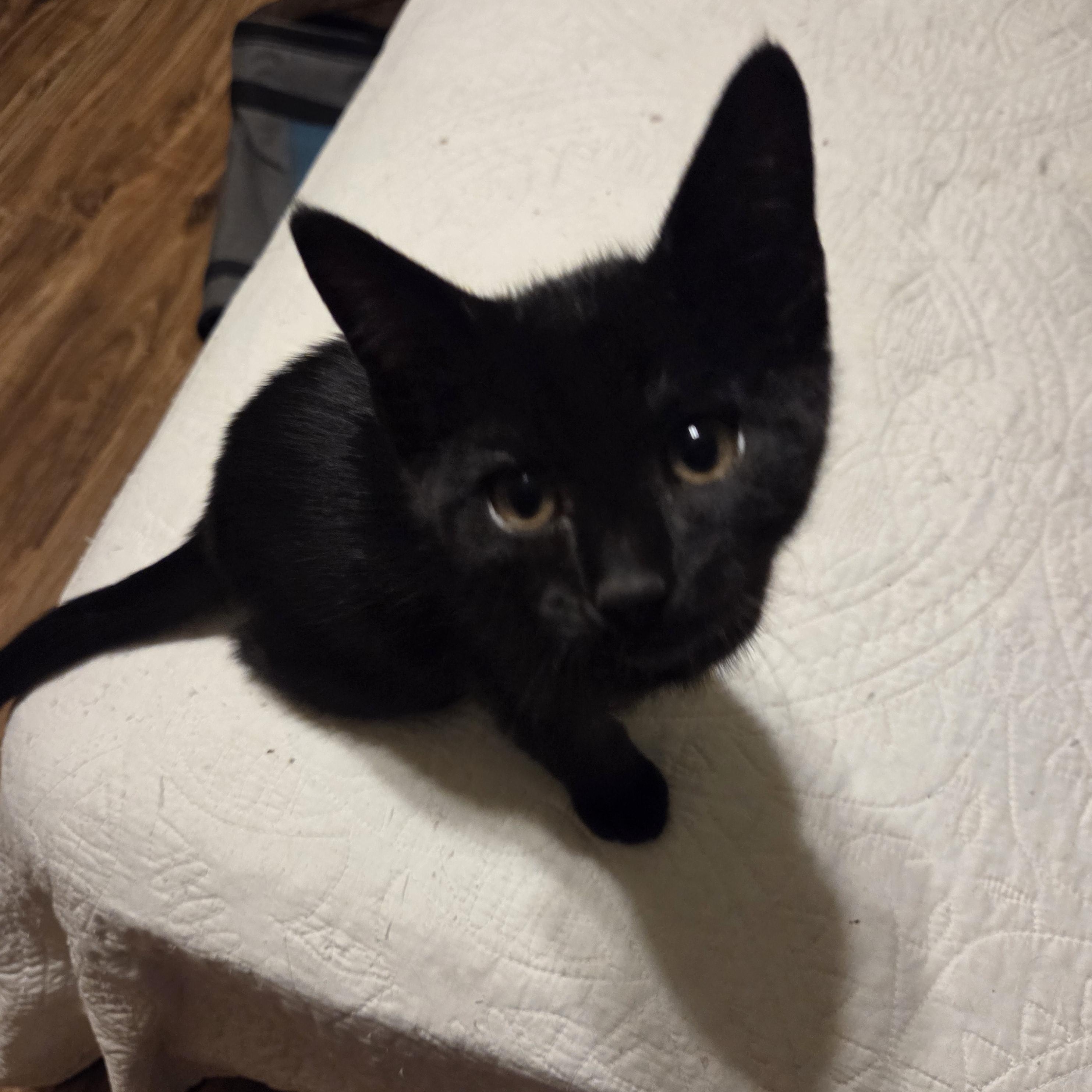 Chase/Zuma, a ADOPTABLE Domestic Short Hair in Milwaukee, WI image 5/5