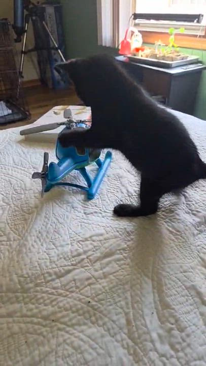 Enlarge Chase/Zuma, a ADOPTABLE Domestic Short Hair in Milwaukee, WI video 2/5