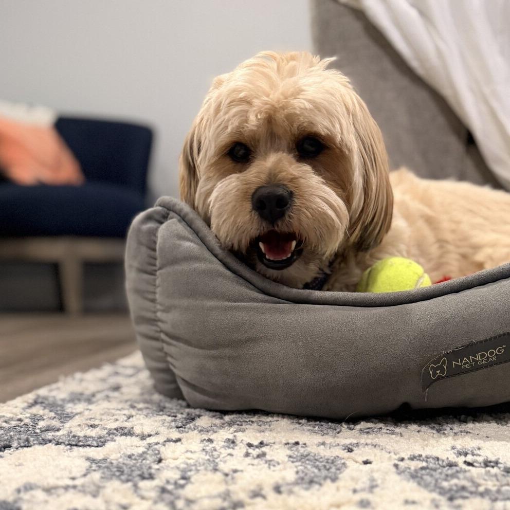 Charlie Bear, Adoptable, Adult Male Havanese.