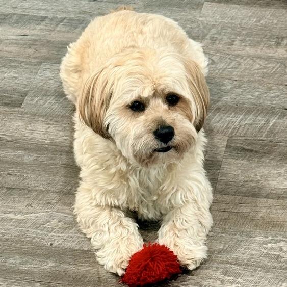 Enlarge Charlie Bear, a Adoptable Havanese in Seminole, FL image 2/6
