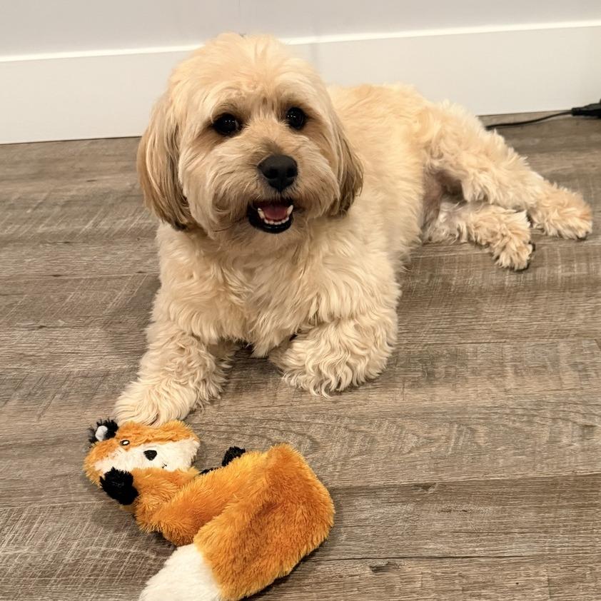 Enlarge Charlie Bear, a Adoptable Havanese in Seminole, FL image 3/6