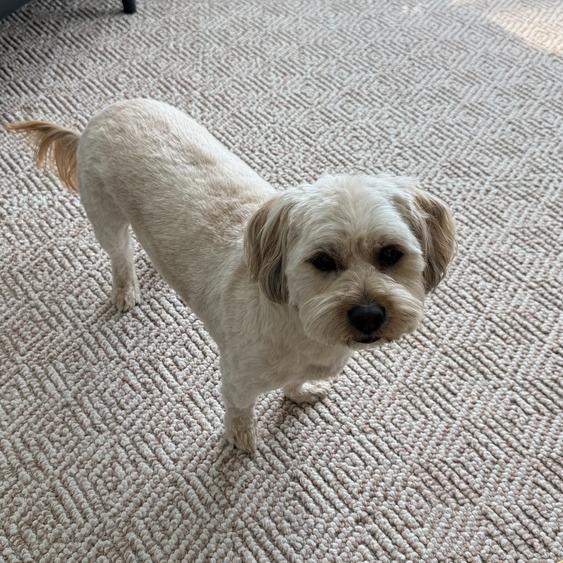 Enlarge Charlie Bear, a Adoptable Havanese in Seminole, FL image 4/6