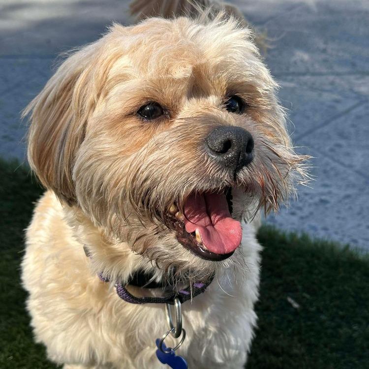 Enlarge Charlie Bear, a Adoptable Havanese in Seminole, FL image 5/6