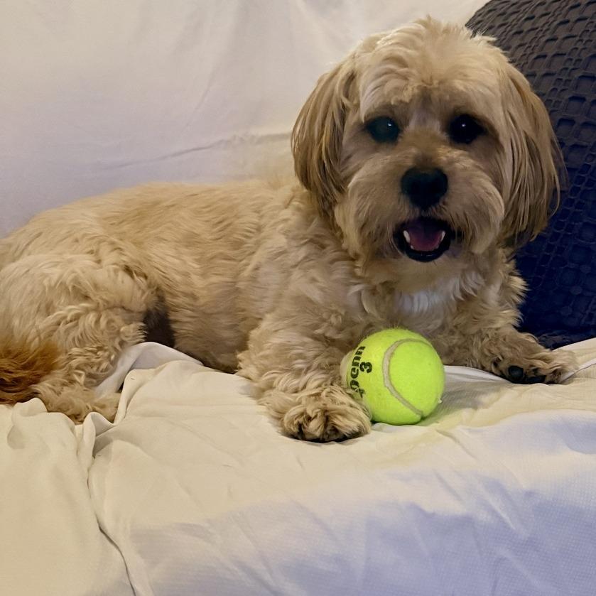 Enlarge Charlie Bear, a Adoptable Havanese in Seminole, FL image 6/6