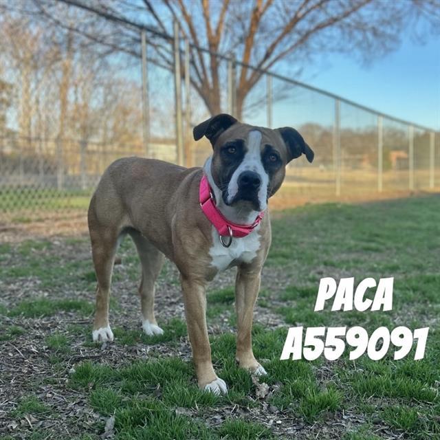 PACA, Adoptable, Young Female Pit Bull Terrier & Mixed Breed.