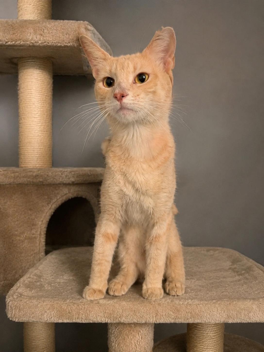 Ging, ADOPTABLE, Young Male Domestic Short Hair.
