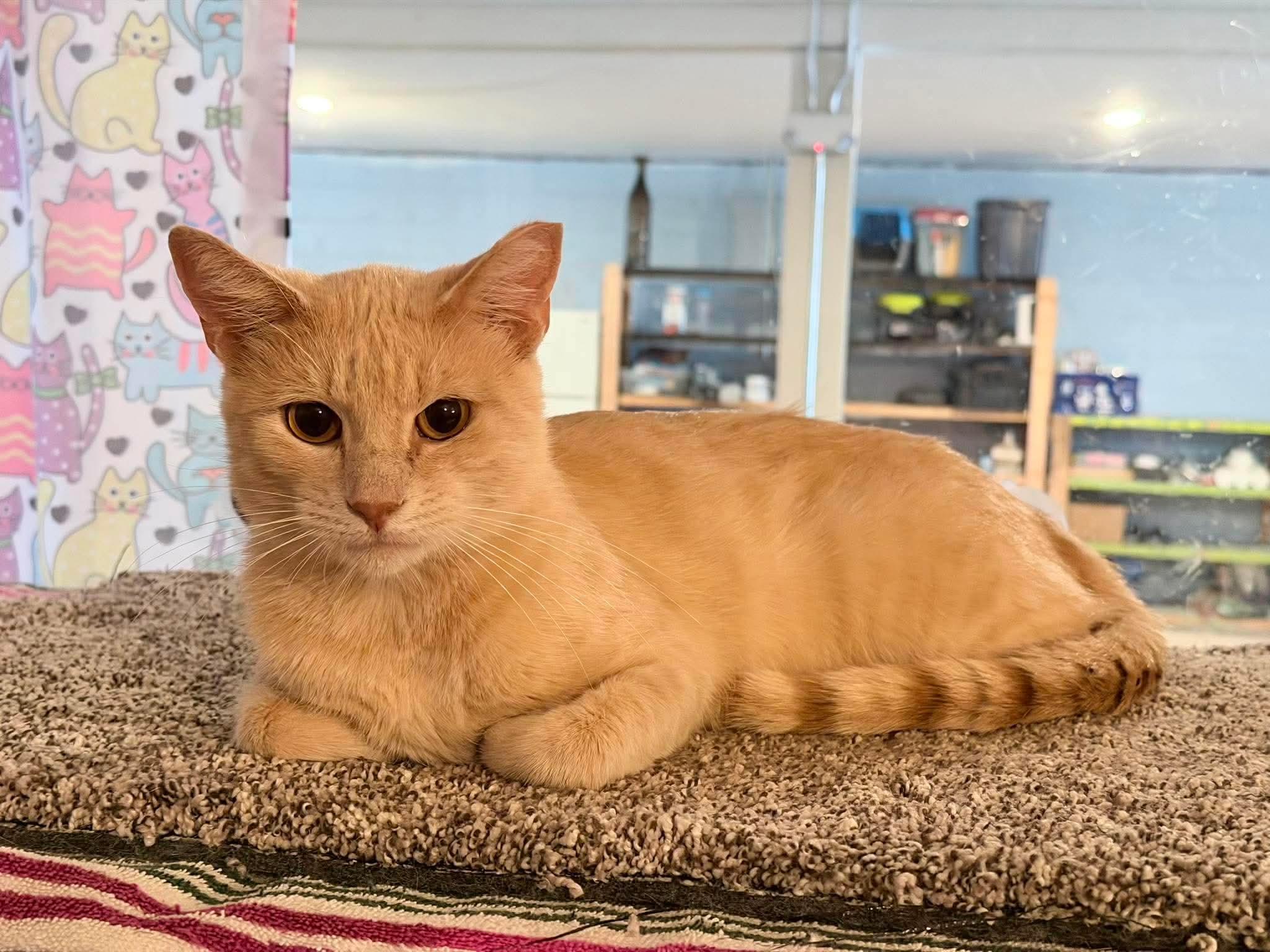 Ging, Adoptable, Young Male Domestic Short Hair.