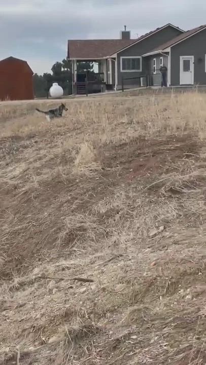 Enlarge Miss Dutchess , a Adopted mixed breed in Parker, CO video 6/11