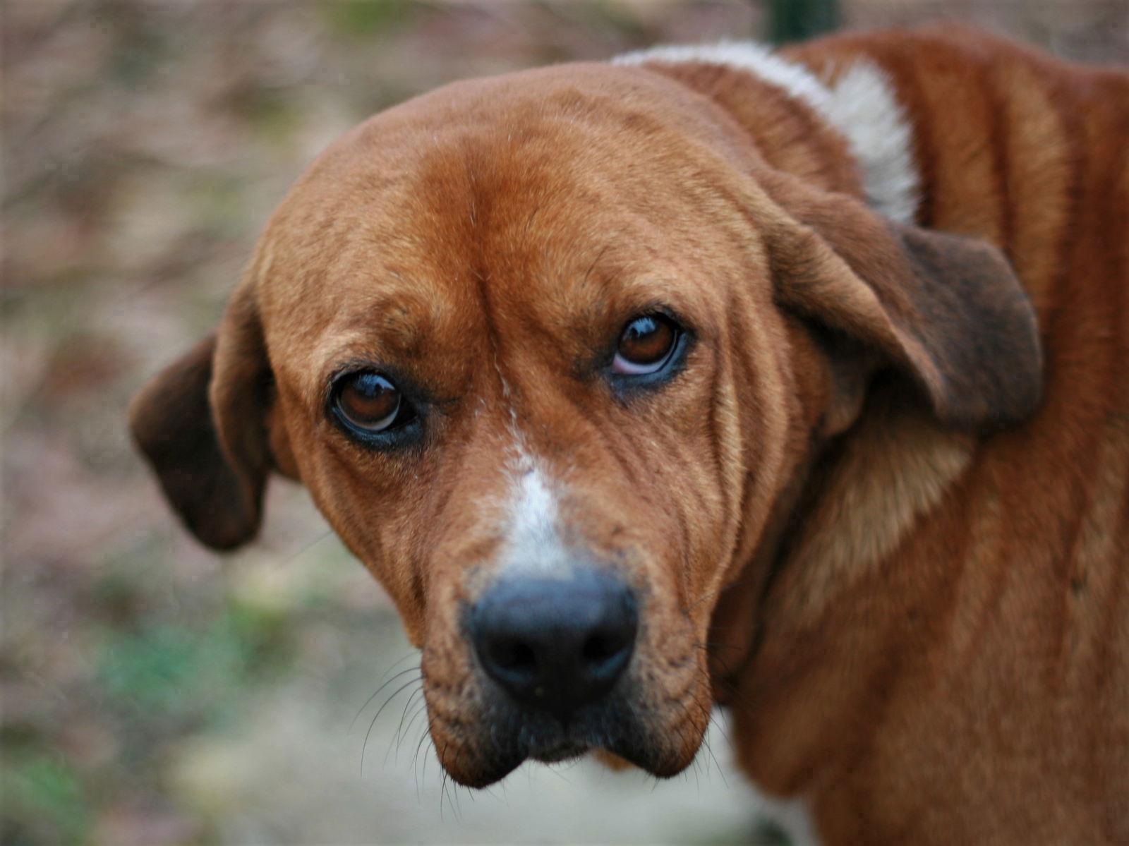 Enlarge Hannah, a Adoptable mixed breed in Attalla, AL image 1/3
