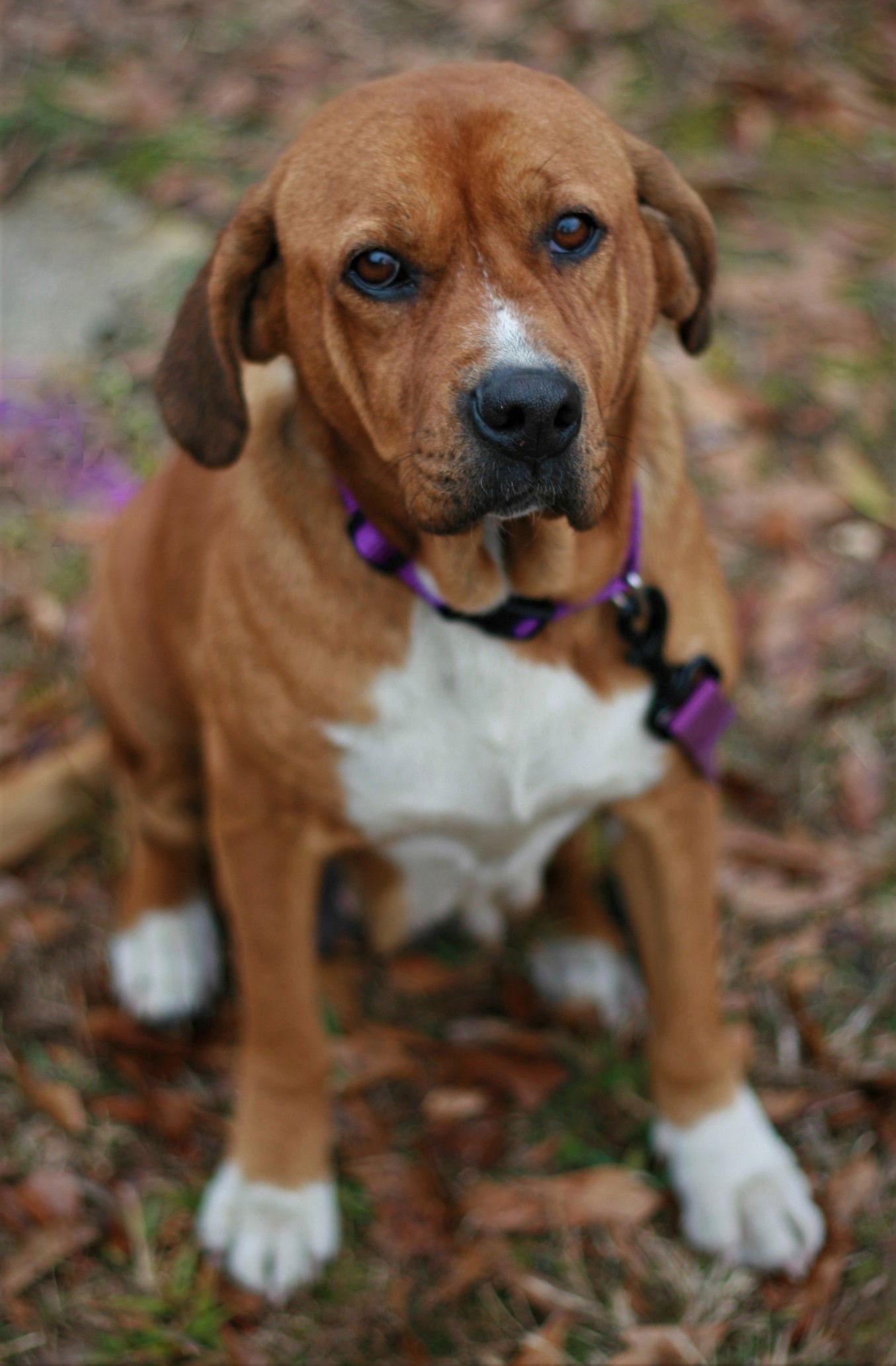 Enlarge Hannah, a Adoptable mixed breed in Attalla, AL image 2/3