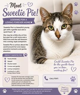 Enlarge Sweetie Pie, a ADOPTABLE Domestic Short Hair in Gastonia, NC image 2/2