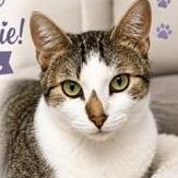 Sweetie Pie, ADOPTABLE, Adult Female Domestic Short Hair.