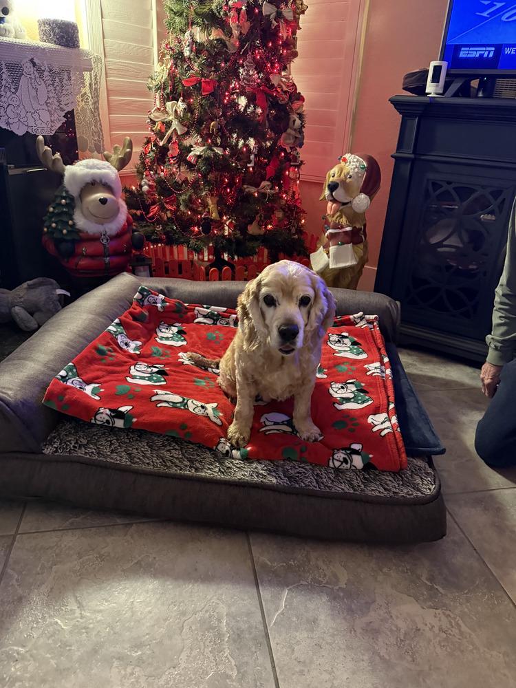 Betty, Adoptable, Adult Female Cocker Spaniel.