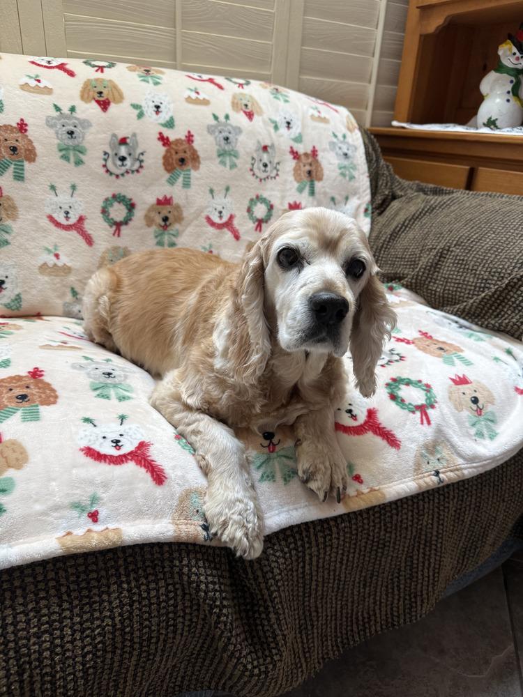 Enlarge Betty, a Adoptable Cocker Spaniel in Jamestown, CA image 2/6