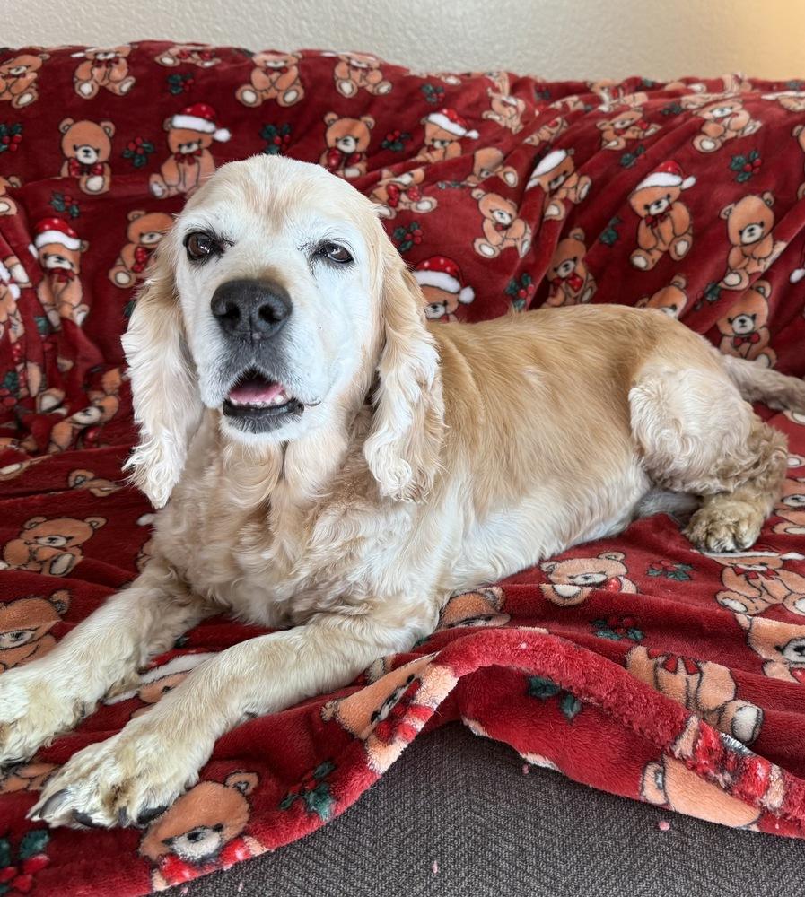 Enlarge Betty, a Adoptable Cocker Spaniel in Jamestown, CA image 3/6