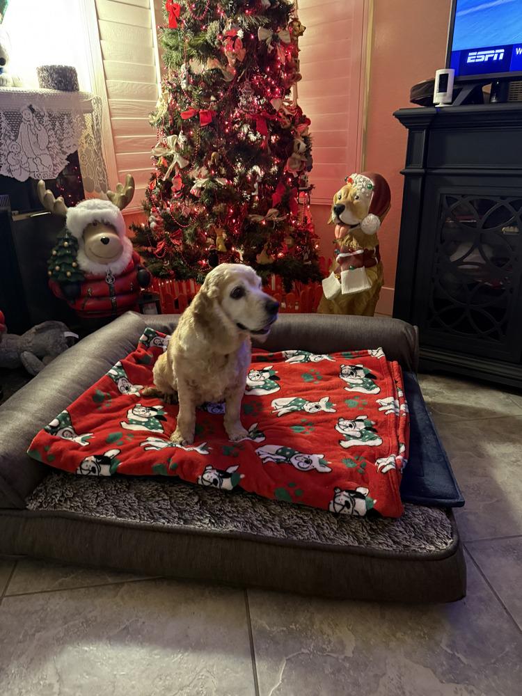 Enlarge Betty, a Adoptable Cocker Spaniel in Jamestown, CA image 4/6