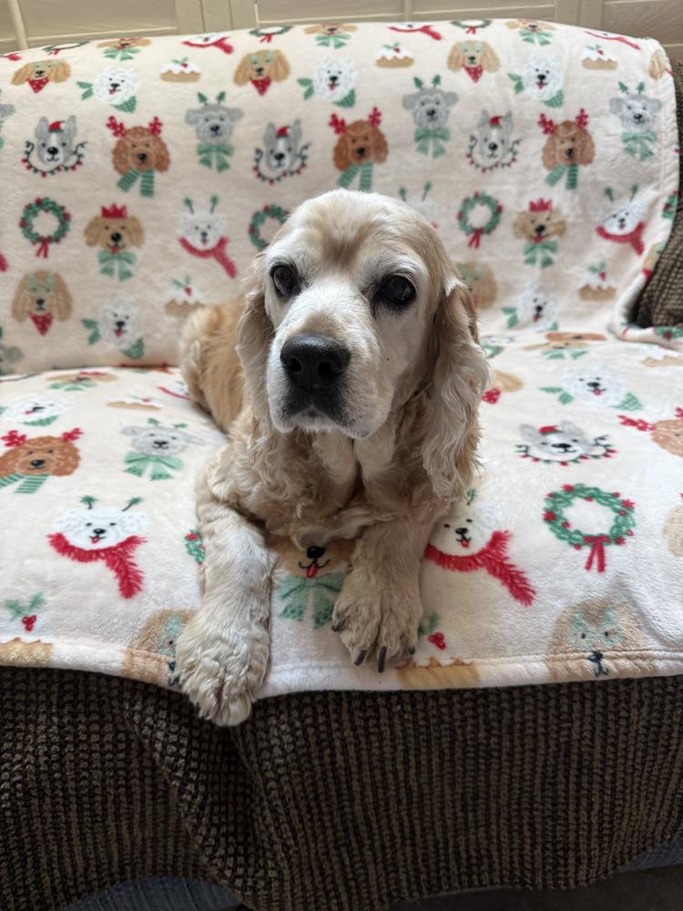 Enlarge Betty, a Adoptable Cocker Spaniel in Jamestown, CA image 6/6
