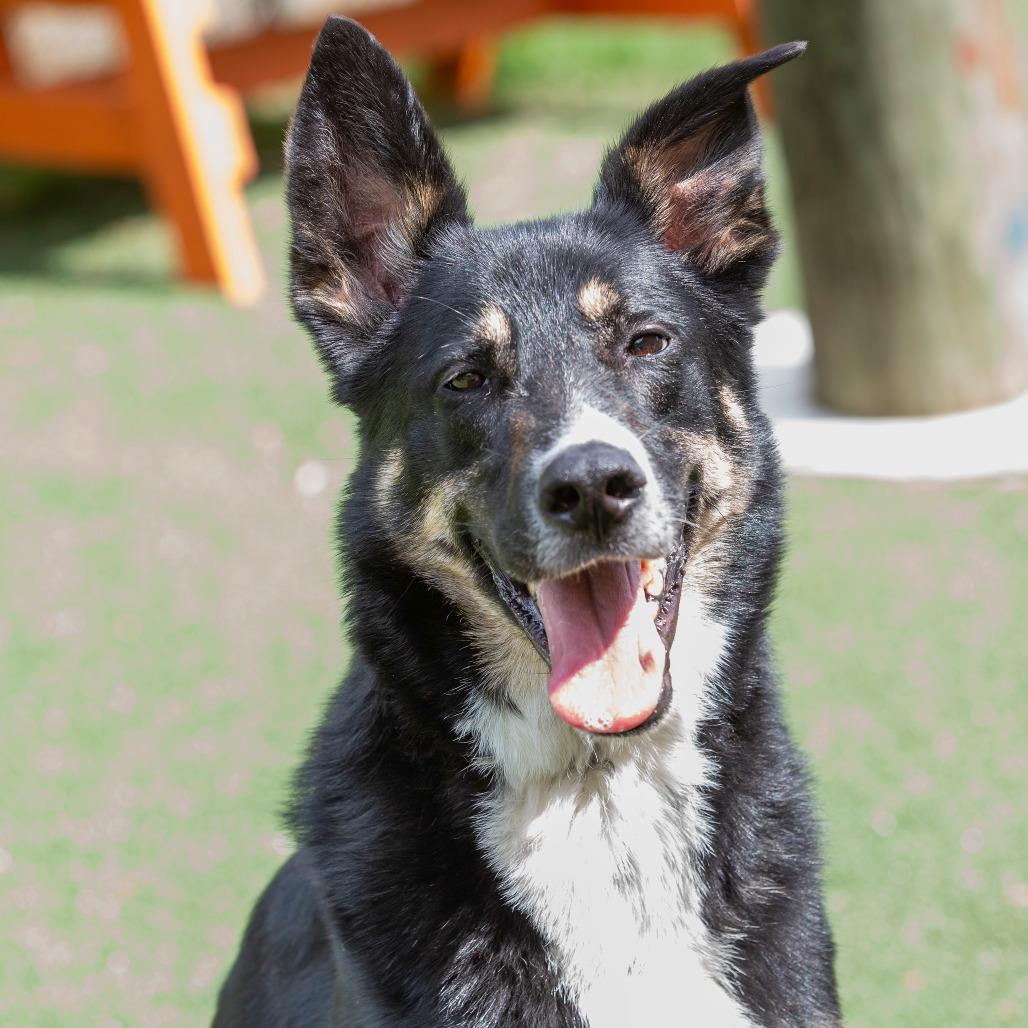 Pesto, Adoptable, Adult Male Mixed Breed.