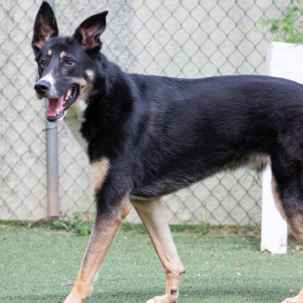 Enlarge Pesto, a Adoptable Mixed Breed in Cartersville, GA image 2/4