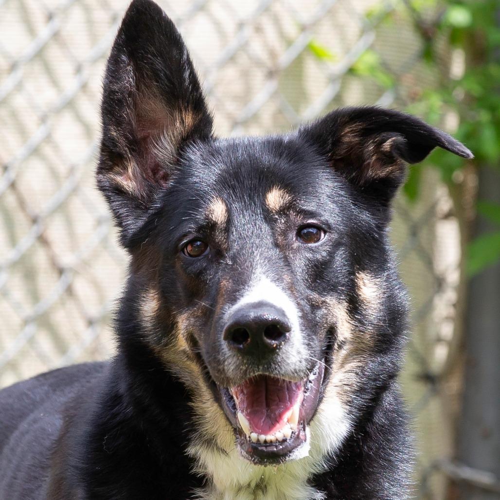 Enlarge Pesto, a Adoptable Mixed Breed in Cartersville, GA image 3/4