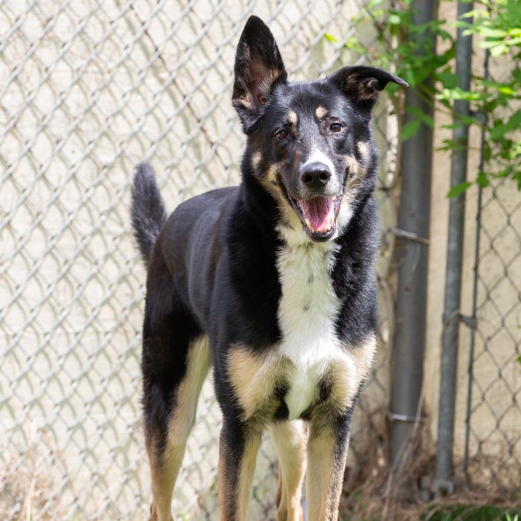 Enlarge Pesto, a Adoptable Mixed Breed in Cartersville, GA image 4/4