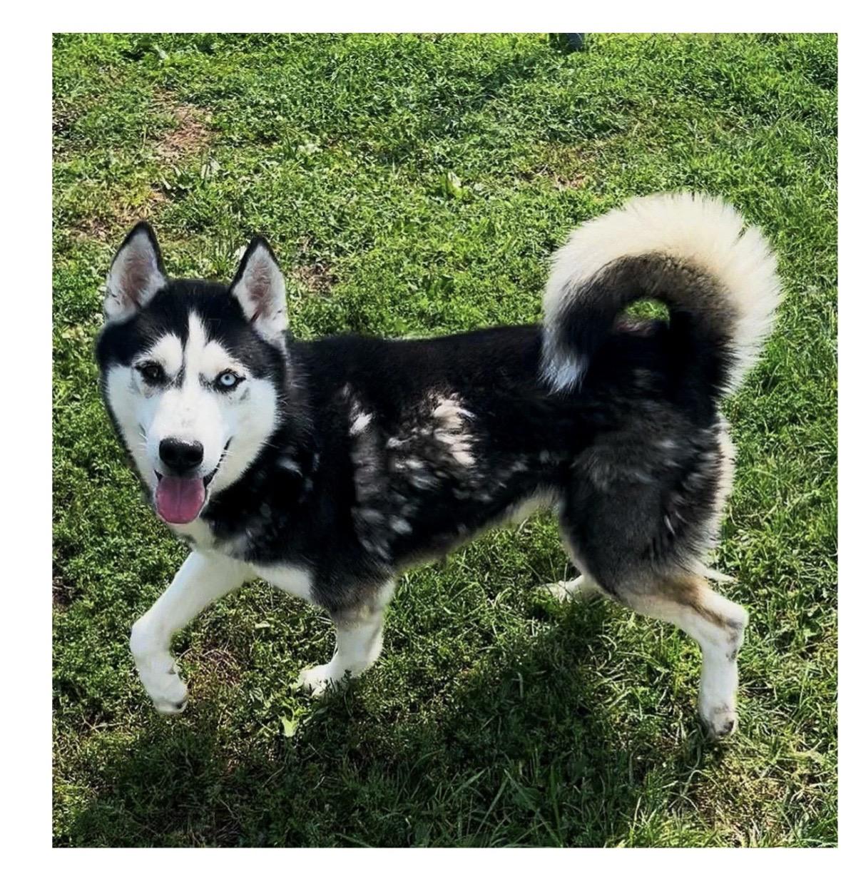 Mitch, Adoptable, Young Male Siberian Husky.